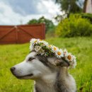 강아지봄 이미지