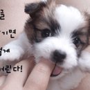 요 Daum카페