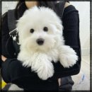 데일리독 의정부강아지분양 애견분양 | 의정부애견분양 데일리독의정부점 강아지 분양 전 꼭 봐야 할 체크 포인트