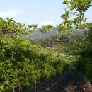 용궁농장 이미지