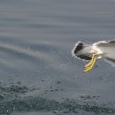 명품 갈매기 이미지