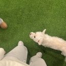 포인핸드 춘설이 입양후기
