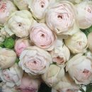 수고한 나에게 주는 , 꽃 이미지