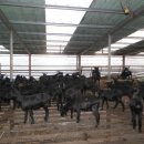 쑥스러운염소 이미지