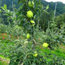 성철농장 이미지