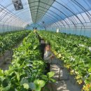 소풍농장 | 🍓 [용인 아이와 가볼만한 곳] 싱싱한 딸기 따기 체험! '딸기랑 소풍가기 좋은 날' 방문 후기