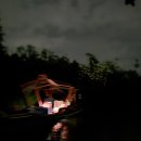 반딧불이 | 필리핀. 보홀 반딧불이 투어 후기 내돈내산 vs 투어사 비교