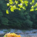 밤나무집 민박 이미지