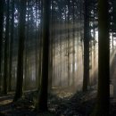 나무사이로 햇살이 이미지