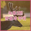 (주)대한녹용수출입법인 | 녹용 3편. 분골이 정말 좋은가? 부위를 고르는 법