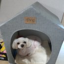 더펫미용실 네이버블로그