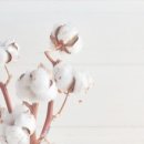 오도르(Odor) 이미지