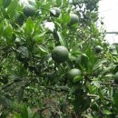 한라농장 이미지