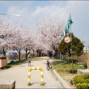 금호강 둔치 지저동 벚꽃길 & 벚꽃터널 나들이... 이미지
