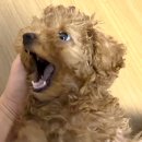 폴리파크 칠곡점 | 댕댕이 동생🐶 고민끝에 선택한 동물병원💕✨ 온동물병원🏥
