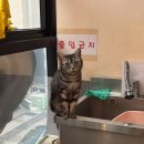 평택이색데이트 &#34;삼층고양이카페&#34; 솔직 후기