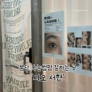 서현 동물병원 | 서현속눈썹펌 시오 노글루 모이스처펌 후기