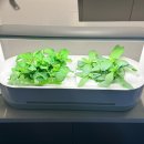 내가꽃이다 | LG틔운미니 꽃 백일홍 멜람포디움 후기