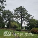 제주 산천단 곰솔군 | 제주자연유산돌봄센터, ‘제주 산천단 곰솔군’ 환경 정비