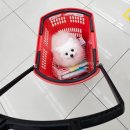 강아지랑고양이 | 요즘 열일하는 다이소 강아지 고양이 애견용품 후기