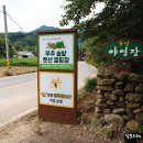 대전 근교 캠핑장 명천물숲마을 멋있는 소나무있는곳 무주 솔밭캠핑장