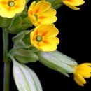 베드로목장2 이미지