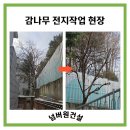 고목나무 | 서울 감나무 전지작업 후기/좁은 공간 고목 감나무 가지치기 전문업체