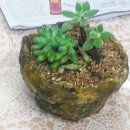 다육이 아트(B) 이미지