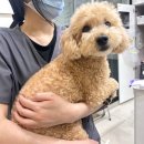 제일동물병원 | 군산 동물병원 / 8살 강아지 건강검진 이벤트 24시 제일동물병원 후기