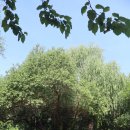 큰다우리발도르프 어린이집 햇살, 숲 여의도 샛강 생태 공원 나들이 이야기1.~(2024.06.21) 이미지