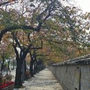 대남족발 | 25.11.07. 에이프레임익스프레스, 핑크뮬리군락지, 계림, 남산, 용장사, 커피플레이스, 월정교, 대남통닭