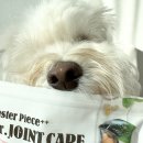 닥터독앤켓 이미지