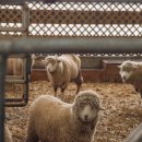 삼차농장 이미지