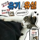 영영축산 | 설 연휴 유기동물 급증의 불편한 진실, 우리 아이 지키는 골든타임 수칙