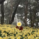 수선화세탁 이미지