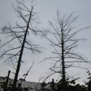 안동여자중학교