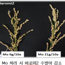남해화학(주) | 가루쌀 수발아 피해, 몰리브덴비료로 줄인다!