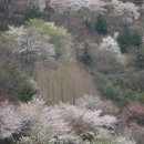 보령호 벚꽃 이미지