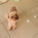 애견미용샵 조이 이미지