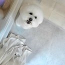 새침하개멍 이미지