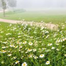 제주허브동산 이미지