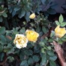 학익체육관 이미지