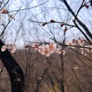 (주)하나로게임 | 경기도 광주 벚꽃 명소 화담숲 후기 1탄 (주차, 모노레일 현장 예매 꿀팁, 셔틀버스, 눈치게임 실패한 썰)