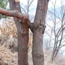 신화연리지