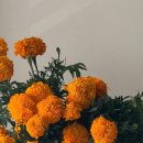 메리골드 이미지