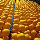 의리농장 이미지