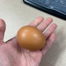 노브랜드버거 목동파리공원점 | 빵에 미쳐가는 현대인🥐🥯🥖