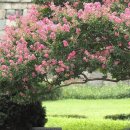 장안공원 이미지