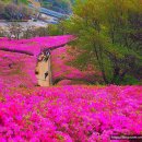(26/4/23)수리산 철쭉동산 갑니다 이미지