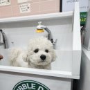 버블독스원주